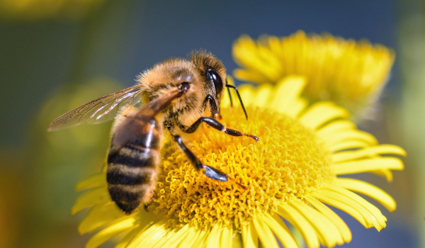 Interesting Facts About Honey Bees